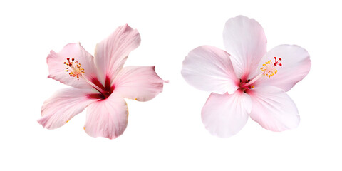 pink hibiscus flowers isolated on transparent background PNG