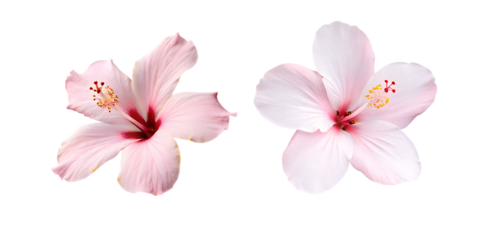 pink hibiscus flowers isolated on transparent background PNG