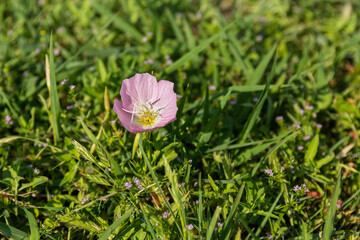 Primrose Blooming in a Lush Green Grass Field