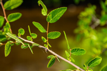 Leaves can be a great food supply for different insects