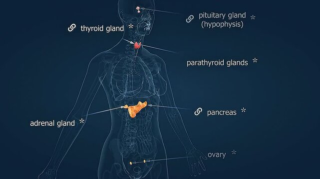 Anatomy of human hormonal system and glandular system