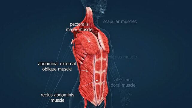 Anatomy of human muscles of the trunk