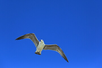 Wings of Freedom Over Cádiz