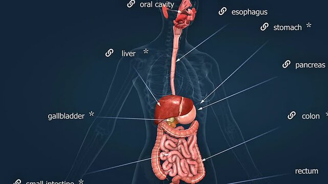 Gastrointestinal system of human body