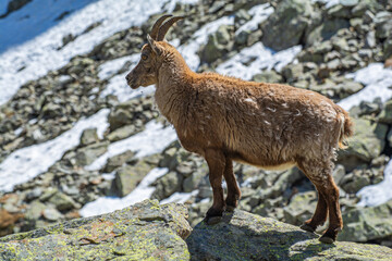 Stambecchi al rifugio “Dado Soria”, in alta Valle Gesso, nel sud della provincia di Cuneo