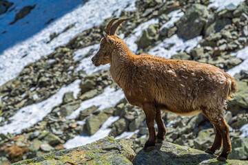 Stambecchi al rifugio “Dado Soria”, in alta Valle Gesso, nel sud della provincia di Cuneo