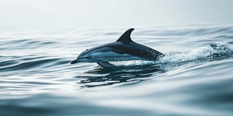 Fototapeta premium a dolphin swimming in the blue water of the ocean 