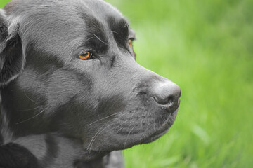 Profile of a black Labrador Retriever dog on a green background.