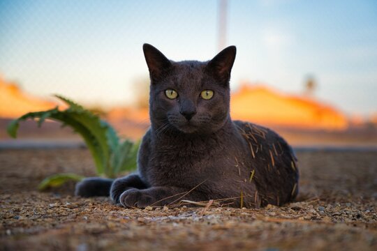 Relaxed Gray Cat Outdoors at Sunset. Gray cat with green eyes lying on the ground during golden hour, surrounded by dry grass and warm sunlight.