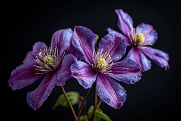 Obraz premium Vibrant purple flowers against a dark background.
