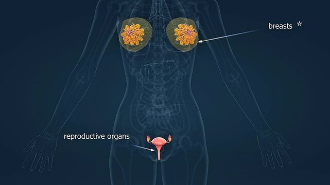  Human female breasts and reproductive organs.