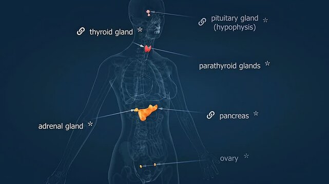 Human female hormonal system.