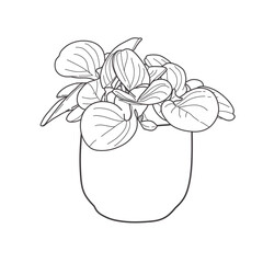 pilea plant vector line art houseplant, hand drawn black and white background, houseplant outline design