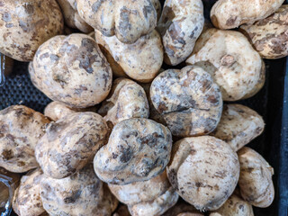 High-density aggregation of jicama tubers. Their irregular morphology and rough, light brown and white periderm create a visually dense, earthy texture filling the entire background.