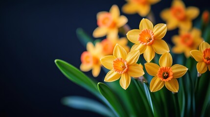 Fototapeta premium Bring warmth to your room with a gorgeous daffodil flower visual display