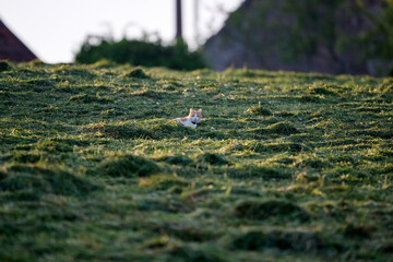 cat in a hayfield