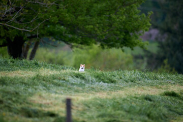 Obraz premium cat in a hayfield