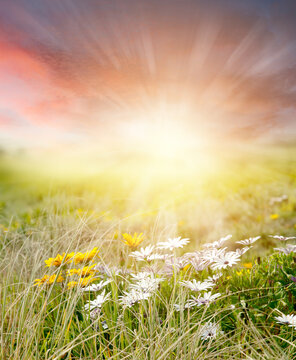 Spring meadow grass and sky background