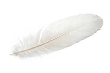 A single white feather isolated on a transparent background.PNG