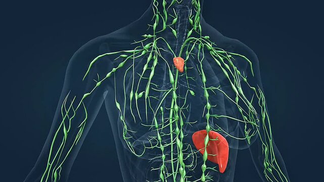 Human lymphatic system anatomy