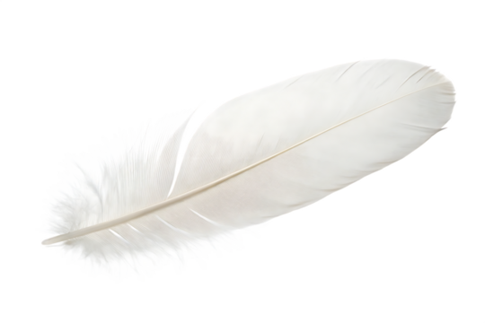 A single white feather isolated on a transparent background.PNG