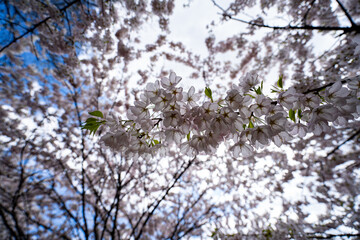 Upward view of cherry blossom trees during the blooming season.