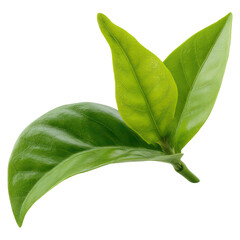 Fototapeta premium Fresh Green Leaves with Glossy Texture, Nature Background, Isolated Organic Plant Elements, isolated on transparent background.