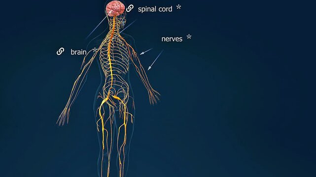 Human nervous system 3D Animation