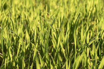 Vibrant lush green grass illuminated by sunlight, creating a natural and textured surface in a meadow or field