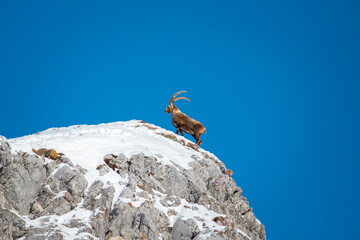 Alpine Ibex on Arlberg Ridge
