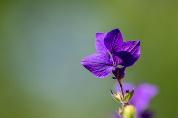 A annual clary or orval plant is a species of sages. Other names are green sage, joseph sage, red-topped sage, or Bluebeard. Pink , purple, blue or white colors. Copy space. Salvia viridis.