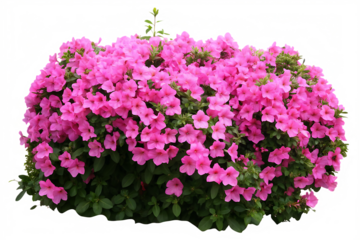  Real pink flower bushes flowers blossoms plant. isolated on white background PNG