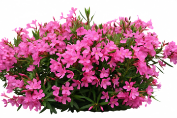  Real pink flower bushes flowers blossoms plant. isolated on white background PNG