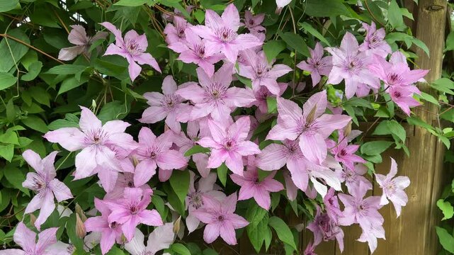 Background of light pink clematis swaying in the wind. Spring beautiful flowers
