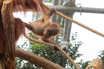 Naklejka premium A young Sumatran orangutan (Pongo abelii) plays in a net at the zoo, curiously observing its surroundings. Captured in a joyful and playful moment. 