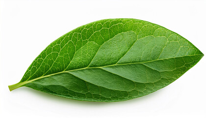 Obraz premium green leaves of blueberry isolated on white or transparent background