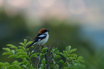 Male woodchat shrike resting at top of the tree. Copy space. Nature background. Lanius senator.