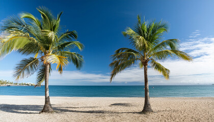 Obraz premium palm trees on the beach isolated on transparent background