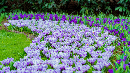Fototapeta premium Postcard from Keukenhof Botanical Gardens, Lisse, Netherlands, 