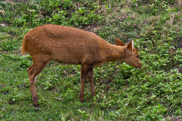 Fototapeta premium Hog deer (Axis porcinus)