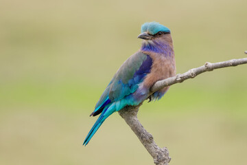 Indochinese roller (Coracias affinis)