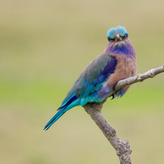 Obraz premium Indochinese roller (Coracias affinis)