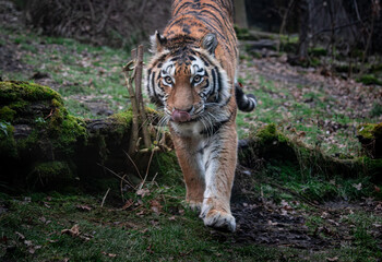 A female Amur tiger (Panthera tigris altaica) walks forward with focused eyes and graceful strength. Her powerful form contrasts against the natural forest backdrop.
