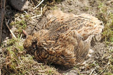 Japanese quail make A good life