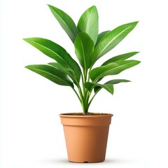 Lush green leaves of this tropical houseplant bring life to any space, enhancing your home decor effortlessly.