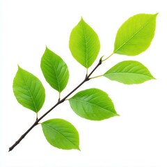 A vibrant green leaf on a slender tree branch, elegantly showcasing natures beauty against a clean white backdrop.
