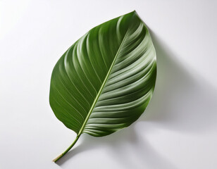 showcase a single exotic leaf capturing its intricate details and the play of shadows against a pure white canvas