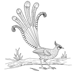 Lyrebird displaying its feathers Simple Vector Outline in minimalistic black and white design