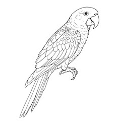 Obraz premium Macaw Simple Vector Outline in minimalistic black and white design
