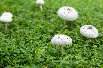 White Toxic Mushroom. Amanita Verna